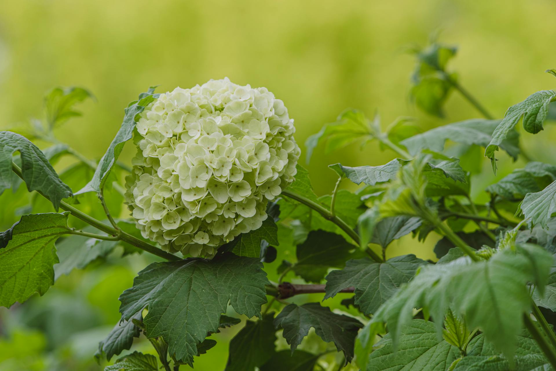 Close up of Hydrangea and Leaves