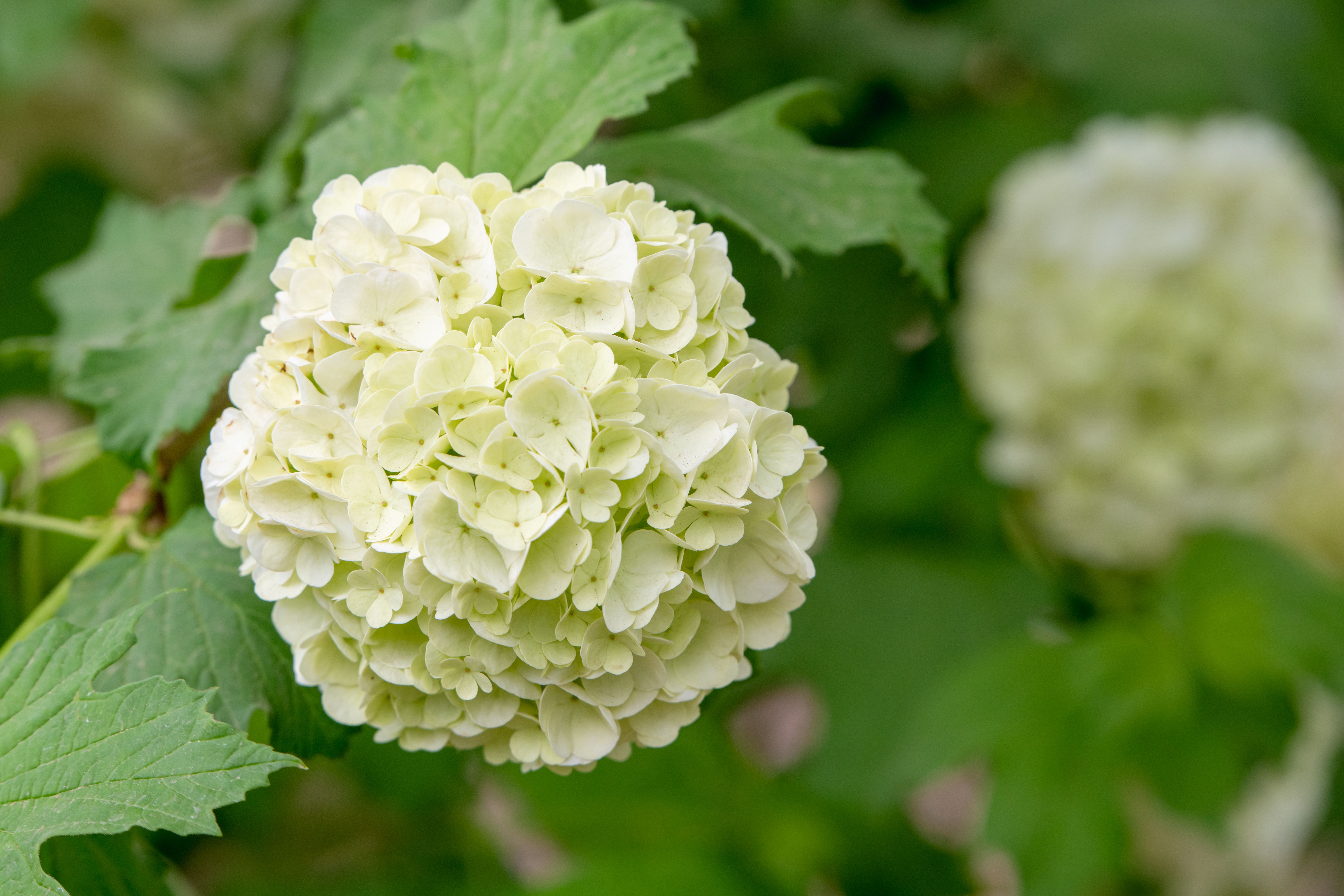 Genomas de cloroplastos esclarecem identidade taxonômica de Viburnum keteleeri ‘Sterile’ e V. keteleeri