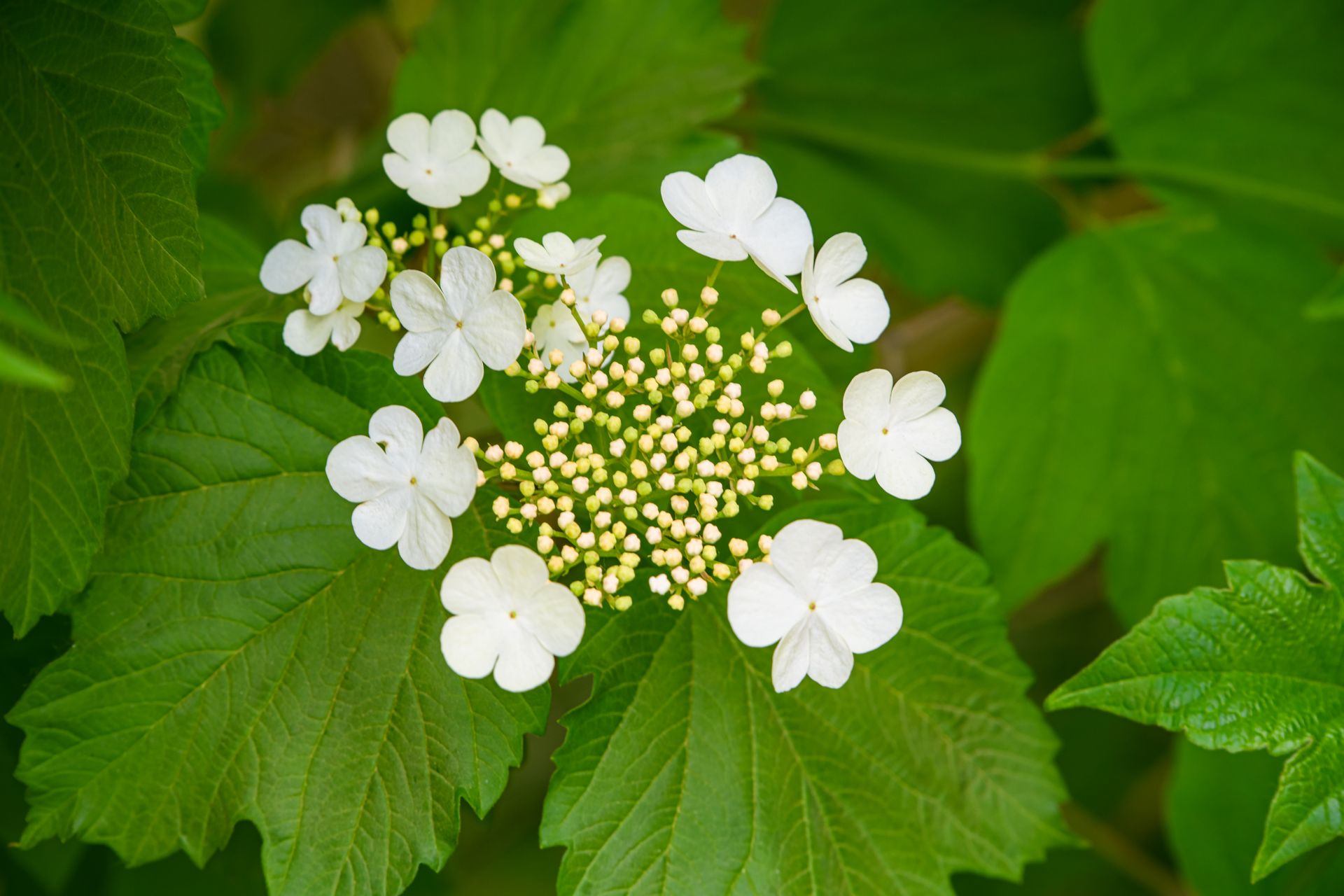 Detailed image of white Viburnum flowers and lush green leaves in natural daylight.