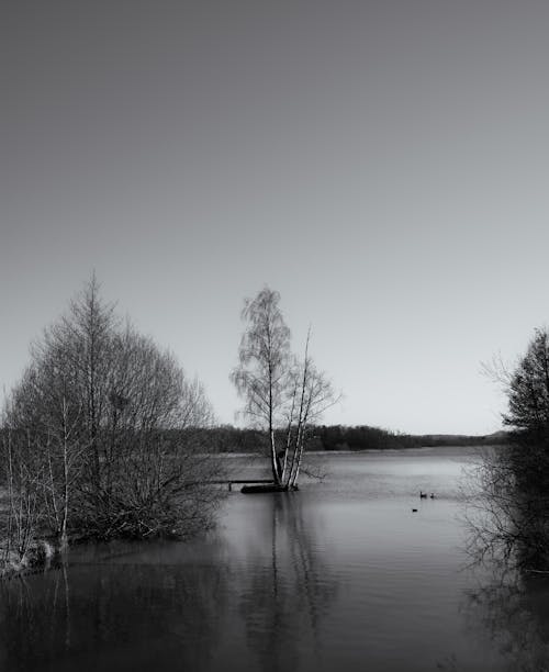 Trees and Lake in Black and White