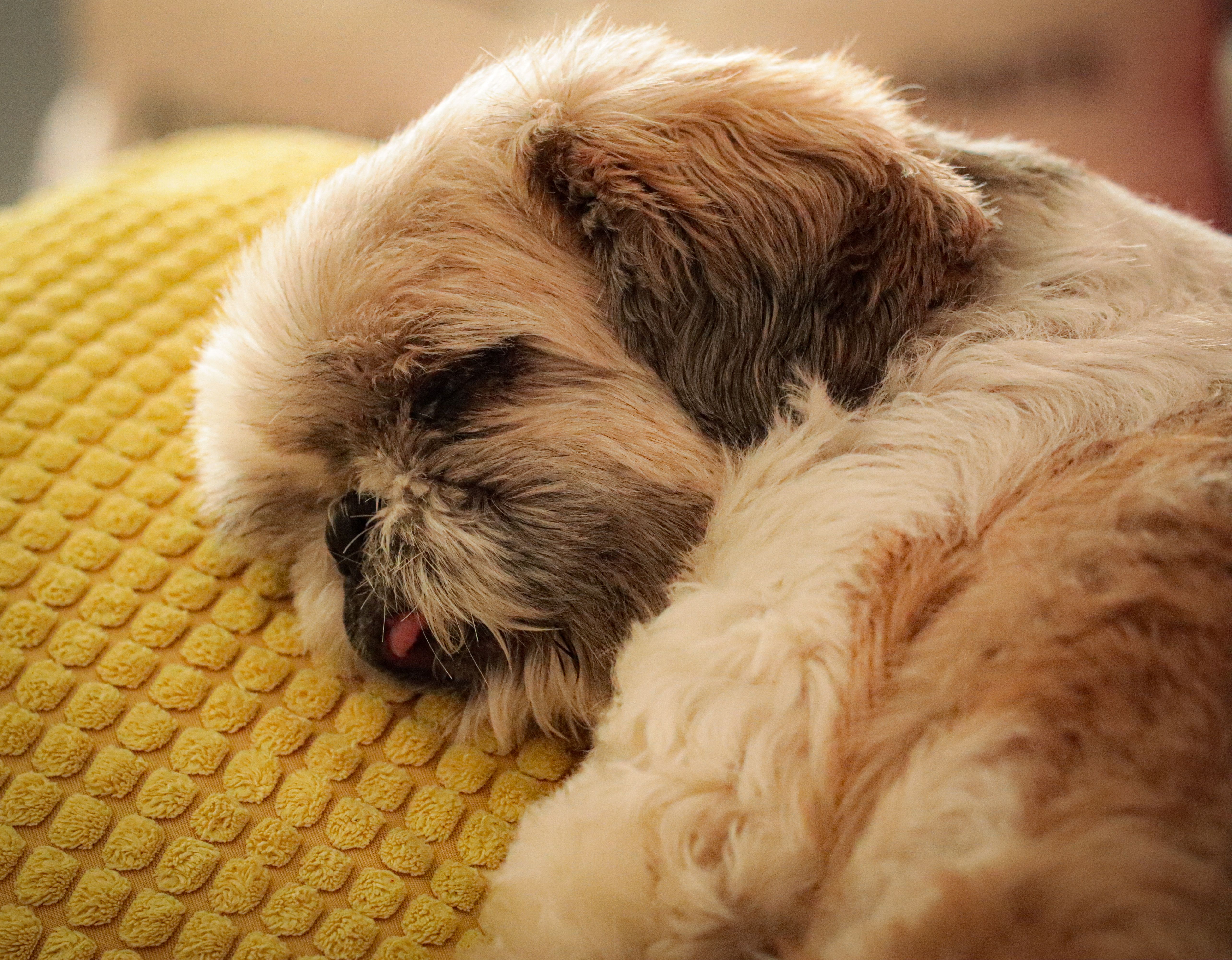 Why Is My Dog Throwing Up Yellow Bile? The Empty Stomach Secret