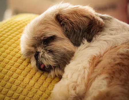 Free stock photo of adorable, animal, canine