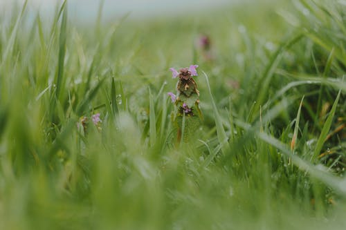 Close-up of a Flower in the Meadow 