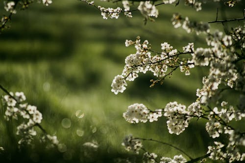 bahar, Çiçekler, dallar içeren Ücretsiz stok fotoğraf
