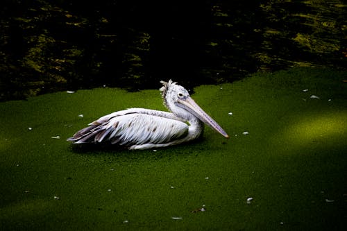 Free stock photo of asian, beauty in nature, best