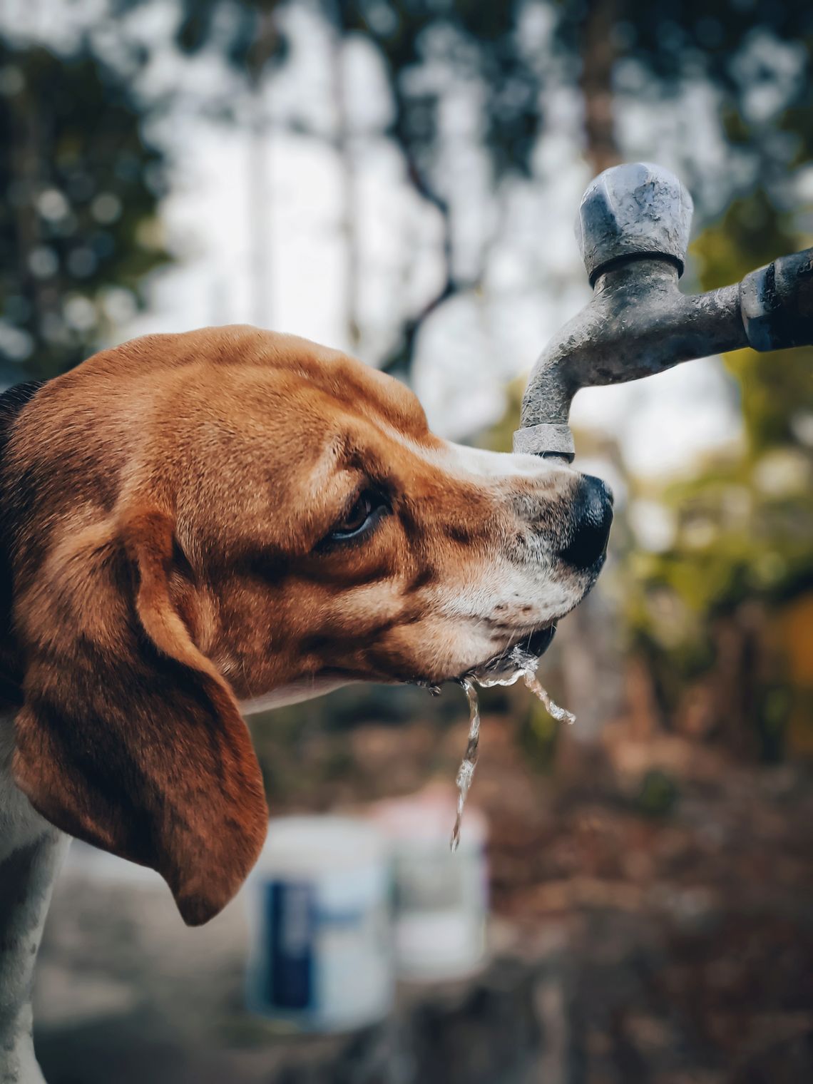 Beagle drinking cool water from an outdoor water source