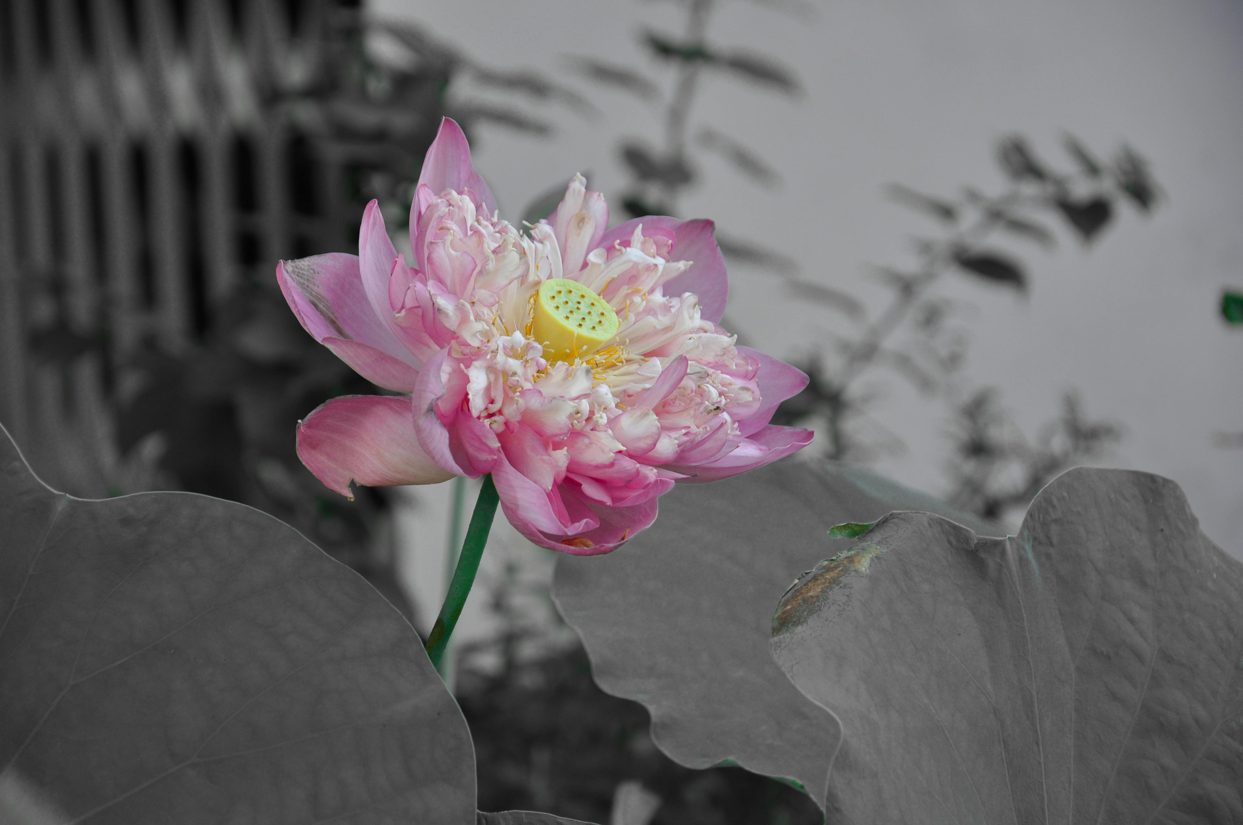 Accordéon diatonique français