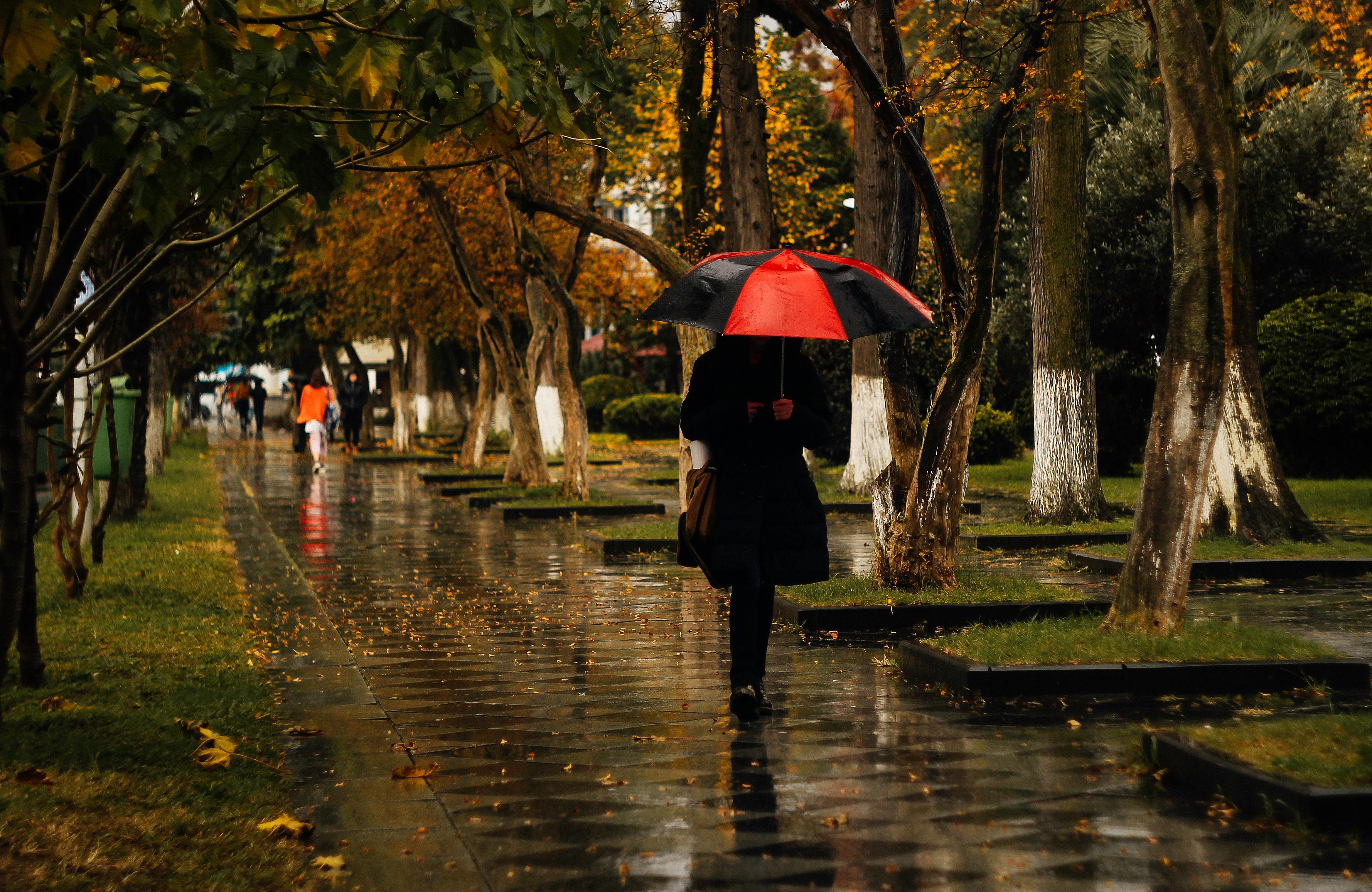 Free stock photo of rainy day, trees, umbrella