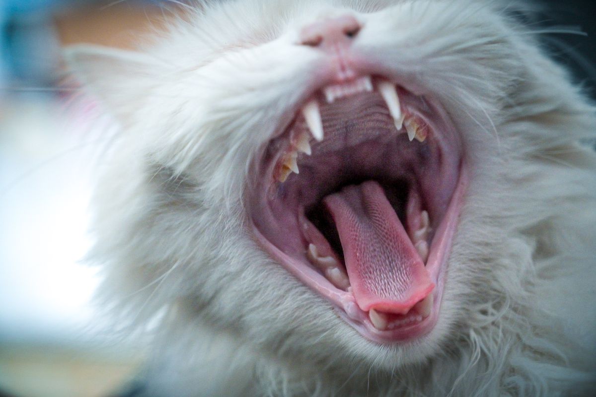 Chat gueule ouverte, langue visible, en gros plan