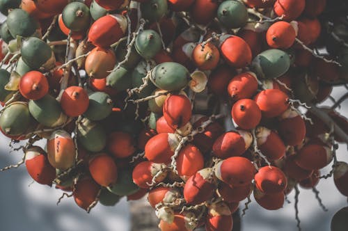 Fotos de stock gratuitas de al aire libre, colores, crecer