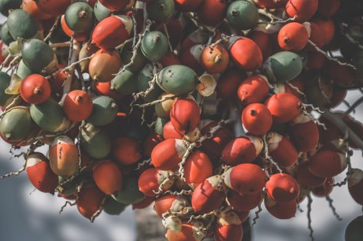 Close-up of vibrant red and green betel nut palm fruits in daylight, showcasing growth.