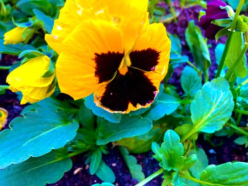 Free stock photo of nature, spring Stock Photo