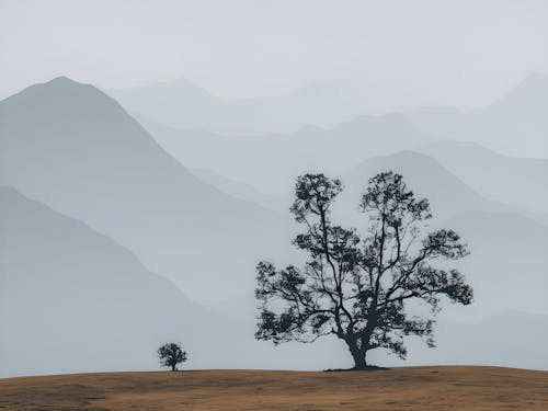 Foto profissional grátis de árvores, campina, colinas