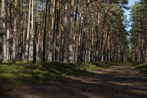 Kostenloses Stock Foto zu estland, feldweg, immergrün