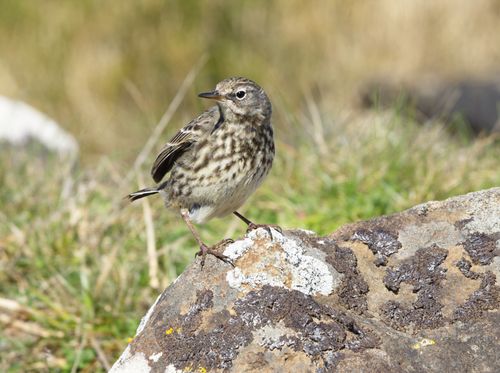 Free Rock pipit bird on a rock in natural habitat, showcasing wildlife beauty. Stock Photo