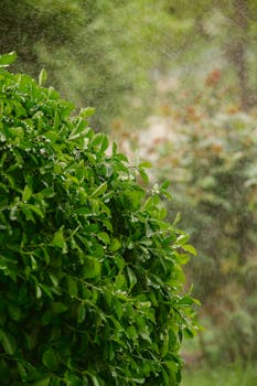 Close-up of a green bush with leaves glistening in the rain, captured outdoors.
