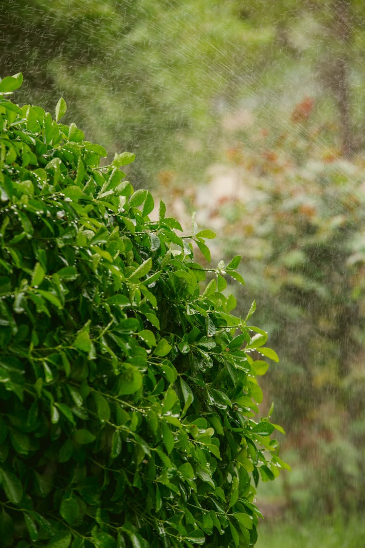 Close Up Of Bush In Rain