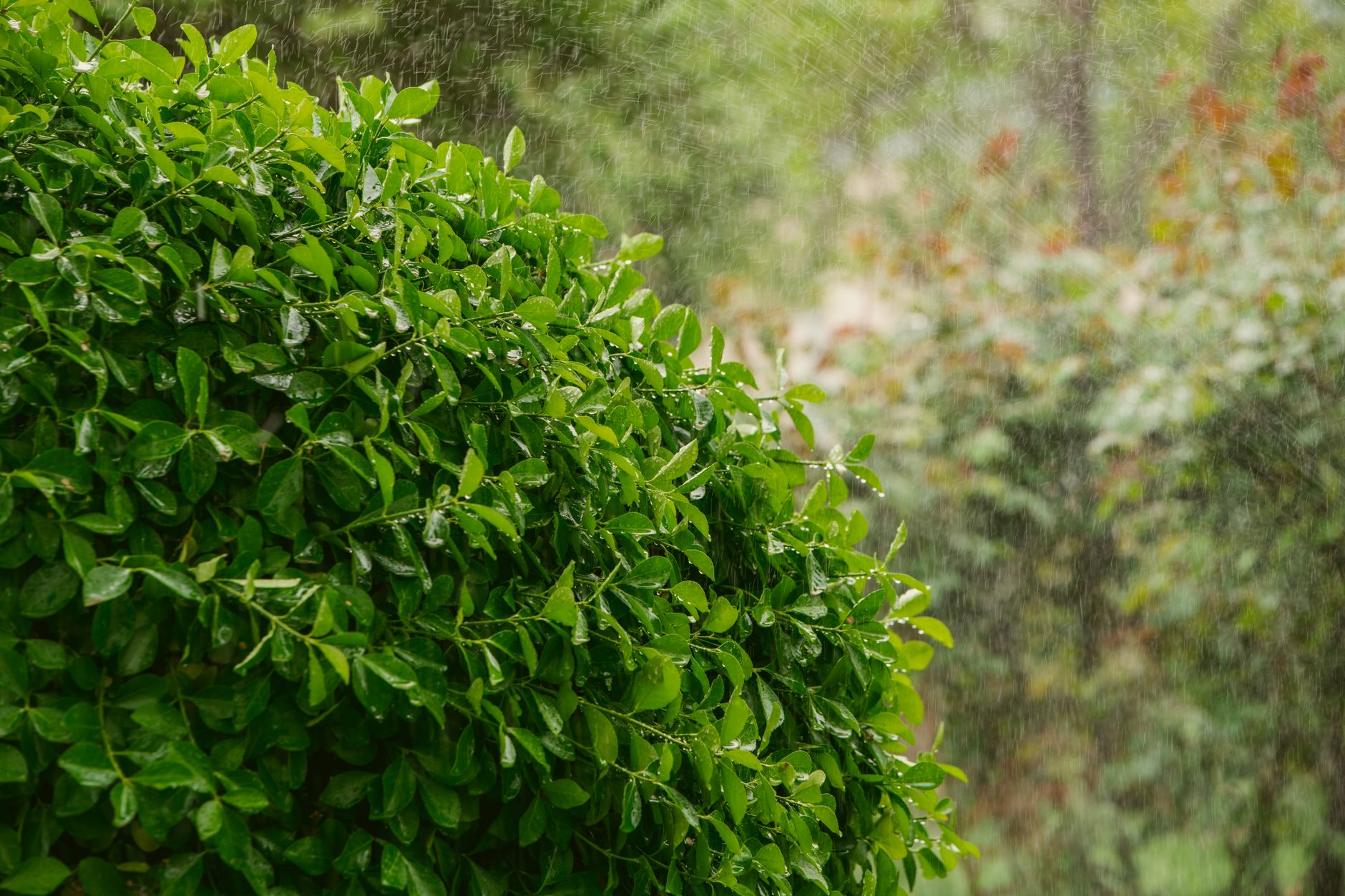 Fresh green leaves on a bush with raindrops falling, capturing nature's beauty.