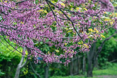 Free Close-up of vibrant purple blossoms on a tree branch in a lush greenery background. Stock Photo