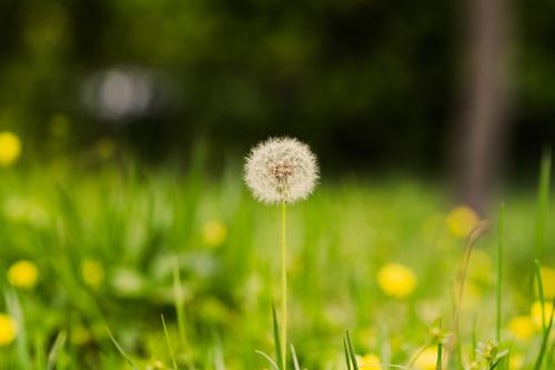 Free A single dandelion puff stands in a vibrant green meadow, embodying the essence of spring's renewal. Stock Photo
