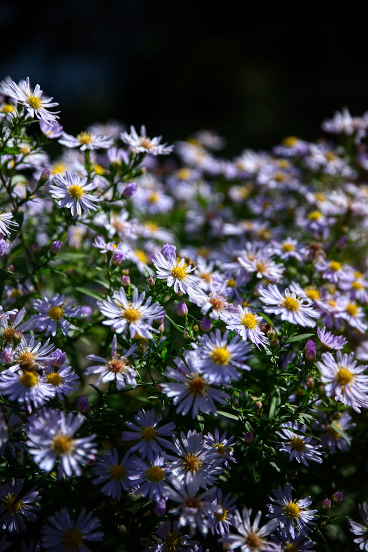 Close Up Of White Flowers