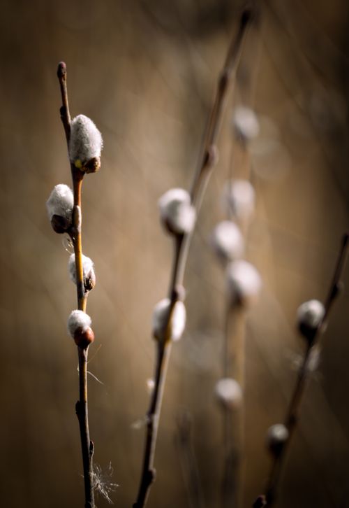Free Delicate pussy willow branches with soft buds captured in warm, natural lighting. Stock Photo