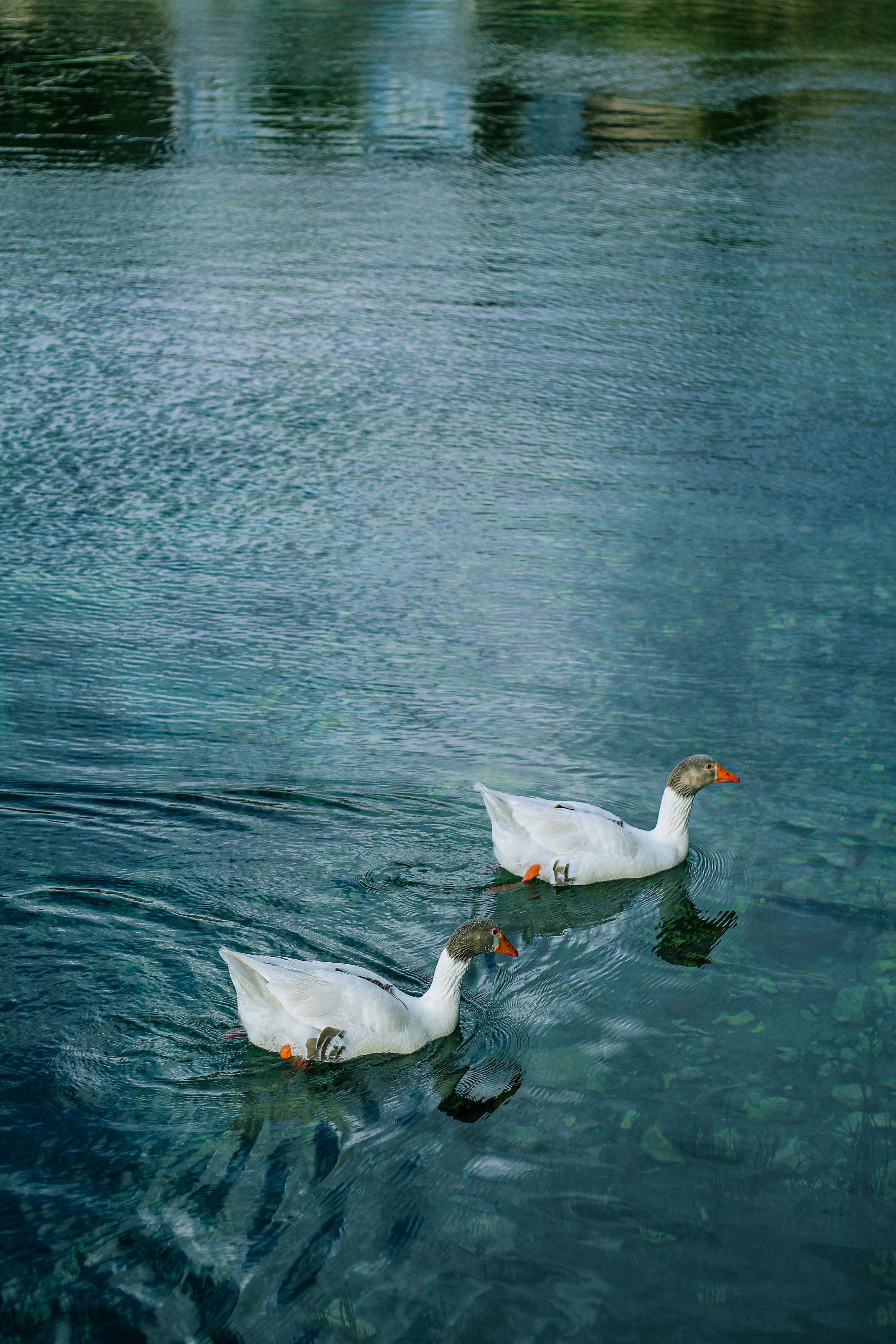 A serene view of two ducks gliding across the calm river in Dinar, Türkiye.