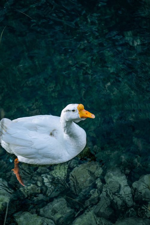 Free A tranquil close-up view of a white goose swimming in the clear waters of Dinar, Türkiye. Stock Photo
