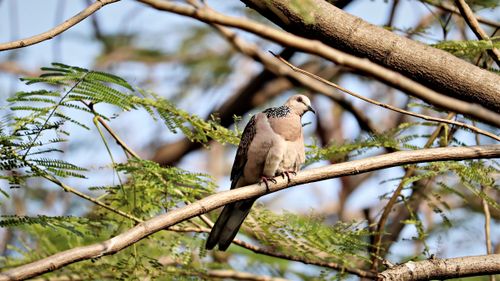 Free A spotted dove perched gracefully on a tree branch in Bidhan Nagar, India. Stock Photo