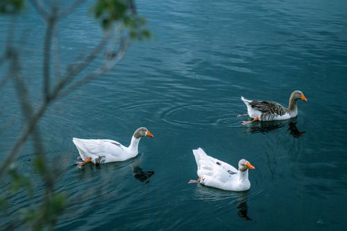 Free Three ducks glide gracefully on a serene lake in Dinar, Türkiye, captured from a high angle. Stock Photo