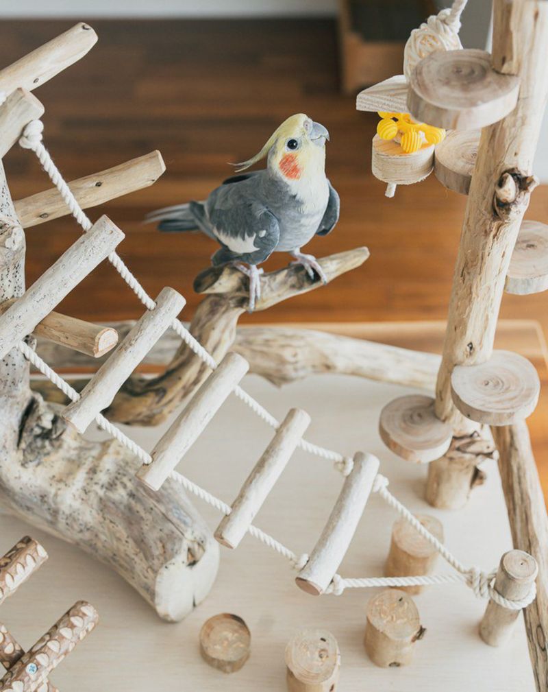 Cockatiel exploring a miniature wooden bird playground toy