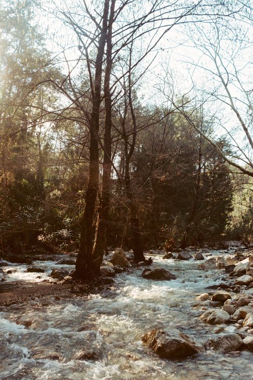 Free Peaceful stream flows through a sunlit forest scenery with tall trees and smooth rocks. Stock Photo