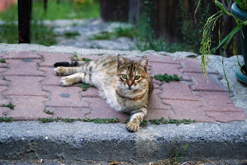 거리, 고양이, 공원의 무료 스톡 사진