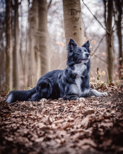Free Border Collie Lying in the Forest Stock Photo