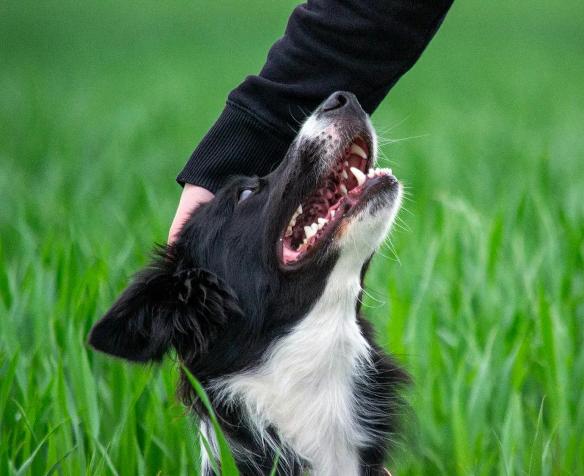 Petting a Border Collie Sitting in the Tall Grass