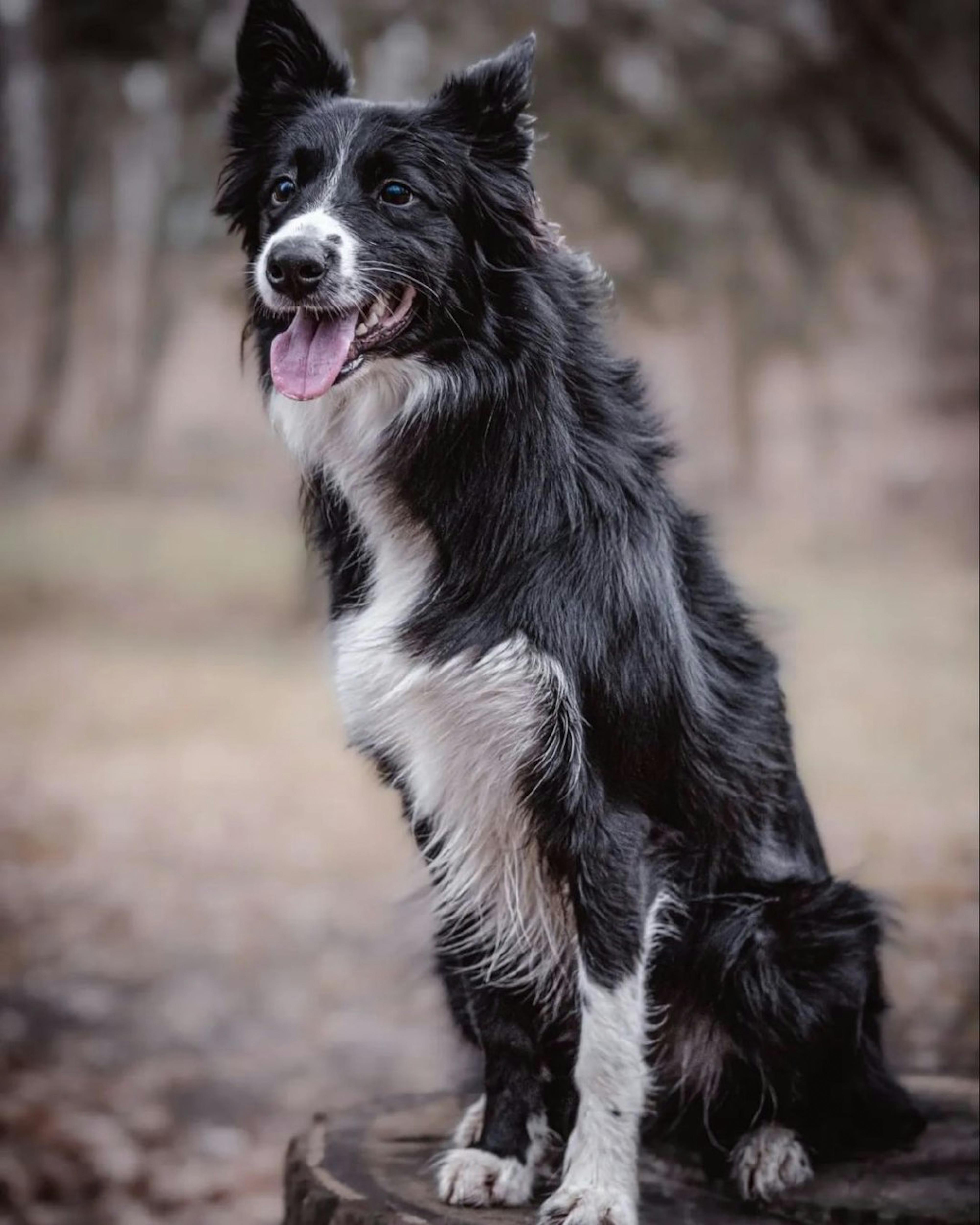 Beautiful Dog Photo Photos, Download The BEST Free Beautiful Dog Photo ...