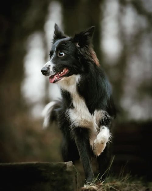 Free Close-up of a Black and White Border Collie Standing Outside  Stock Photo