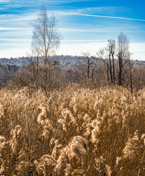 Landscape Field Reeds Trees and Reeds Field in Autumn · Free Stock Photo