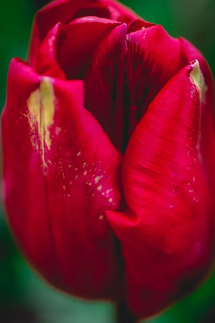 Keukenhof Gardens