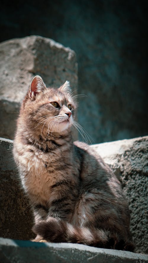 Foto d'estoc gratuïta de animal, fons de pantalla per al mòbil, fotografia de mascotes