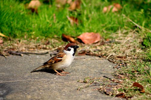 Free A sparrow standing on the ground surrounded by grass and dry leaves in a park setting. Stock Photo
