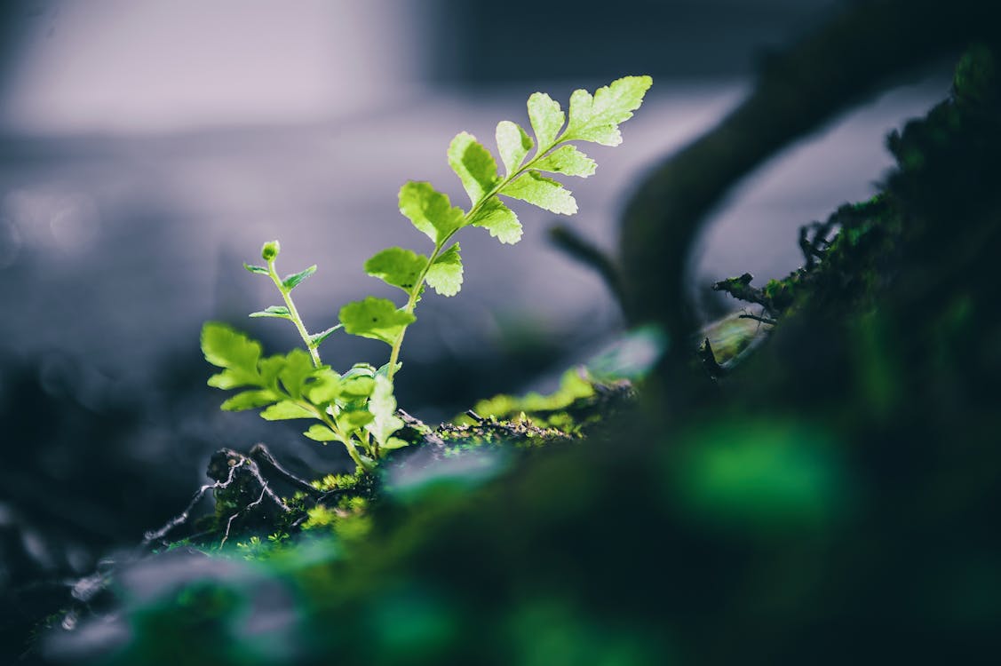 Макро фотография зеленого листового растения