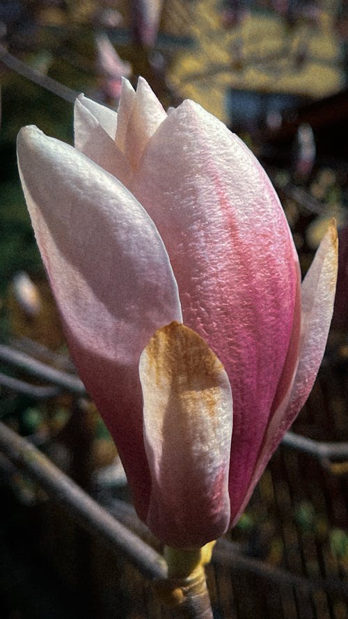 Free stock photo of flowers, magnolia, spring Stock Photo
