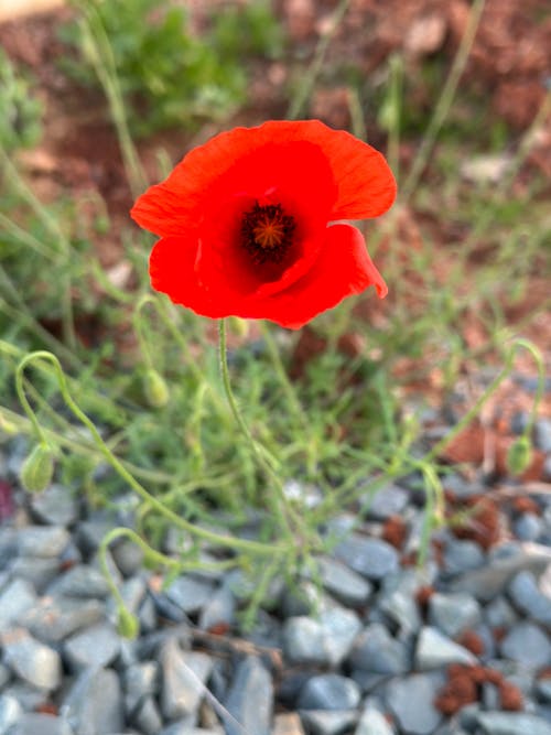 Ingyenes stockfotó amapola, ingyenes virág, piros témában