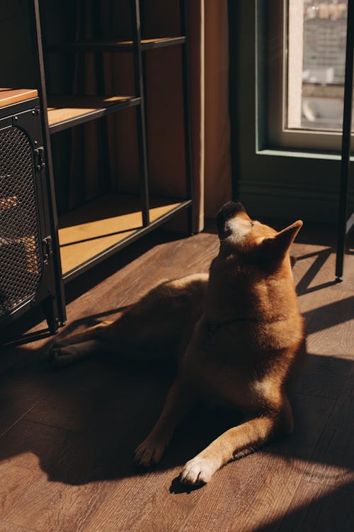 Foto stok gratis anjing, binatang, diterangi matahari
