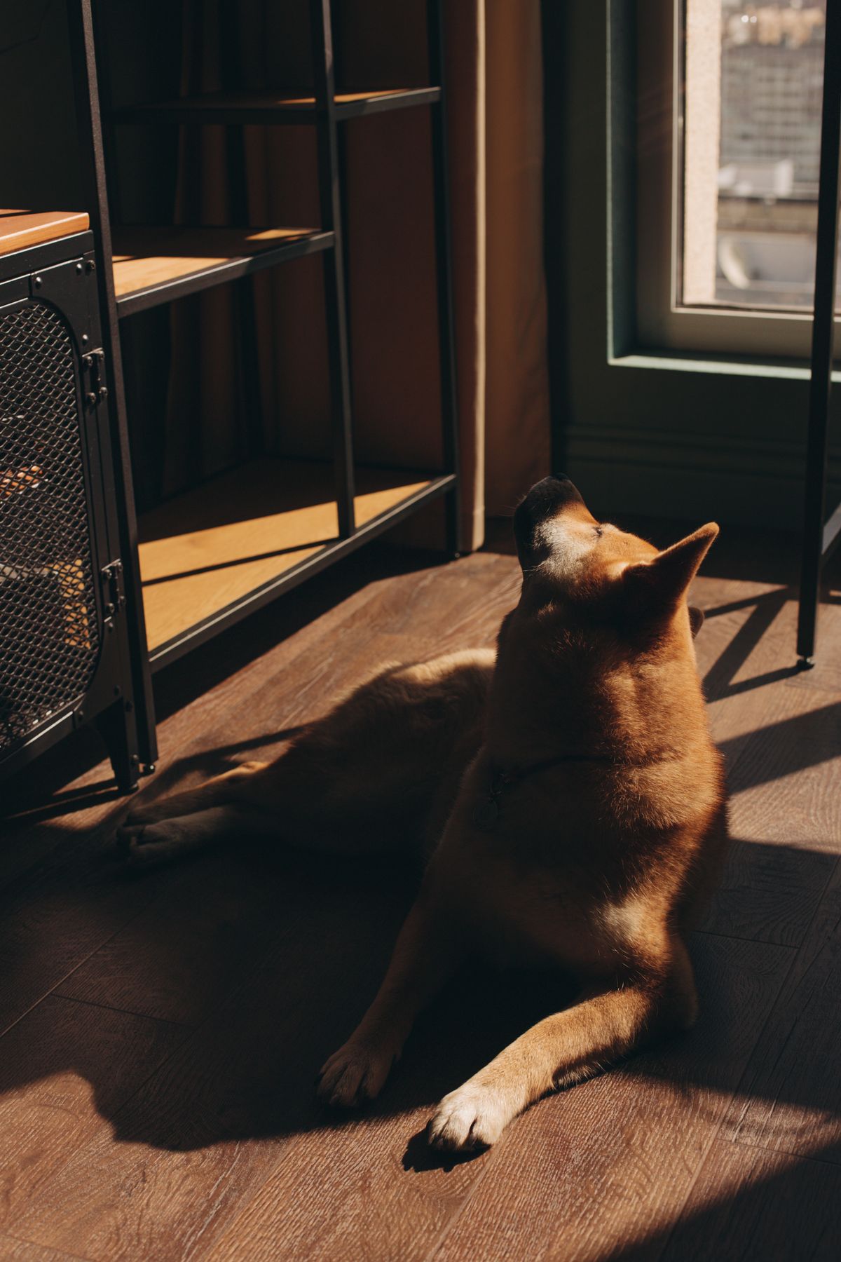 Shiba Inu lying comfortably on a sunlit wooden floor