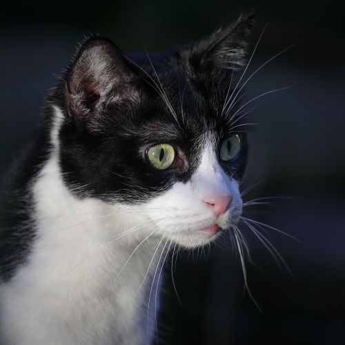 Free A detailed close-up of a black and white cat with striking green eyes displaying curiosity. Stock Photo