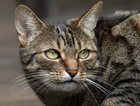 Close up of Cat Head