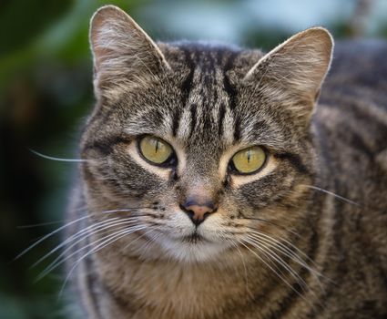 Close-up of Cat