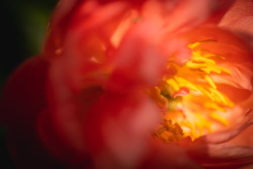 Red Flower closeup